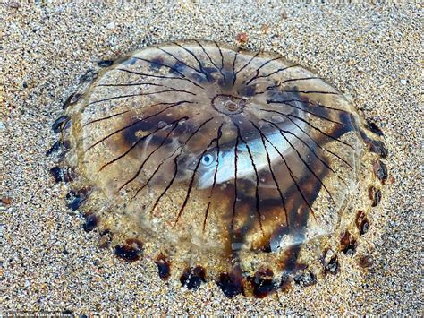 Beach Walker Finds Jellyfish Washed Up With Another Fish Stuck Inside