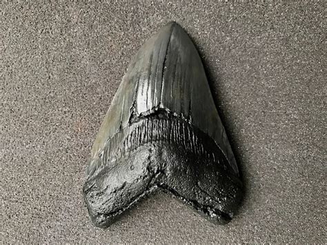 Megalodon Shark Tooth Fossil Replica – Metro Spy Supply HSV