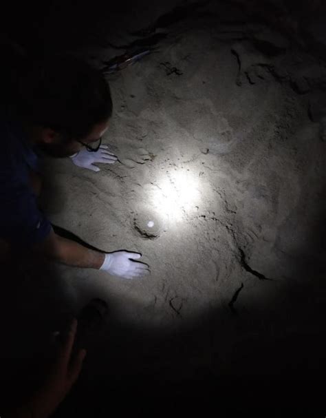 Una Tartaruga Ha Deposto Le Uova Nel Salento Durante Una Festa In Spiaggia