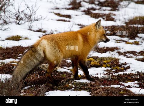 Red Fox Vulpes Vulpes In Snow In Winter Churchill Wildlife