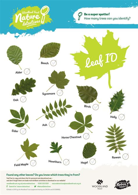 Free Printable Tree Leaf Identification Charts Pdf Infographic