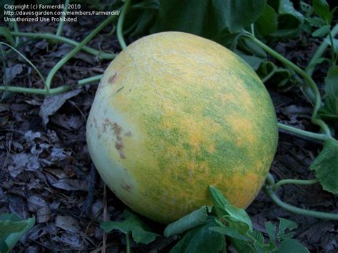 Plantfiles Pictures Cantaloupe Gourmet Cucumis Melo By Farmerdill