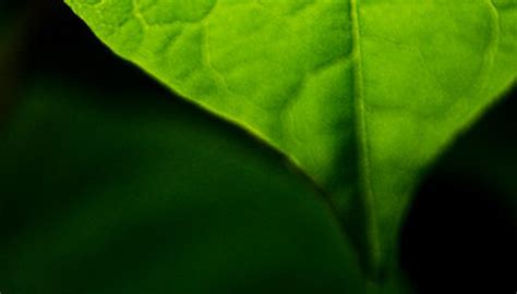 How is the Leaf Adapted for Photosynthesis? | Garden Guides