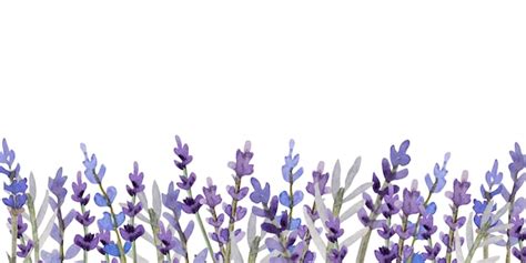 Premium Vector Watercolor Lavender Illustration For Banner And Poscard