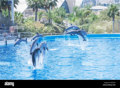 Valencia oceanographic dolphins hi-res stock photography and images - Alamy