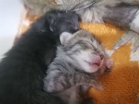 Sleepy babies. : r/kittens