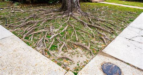 How To Landscape Around A Tree With Exposed Roots