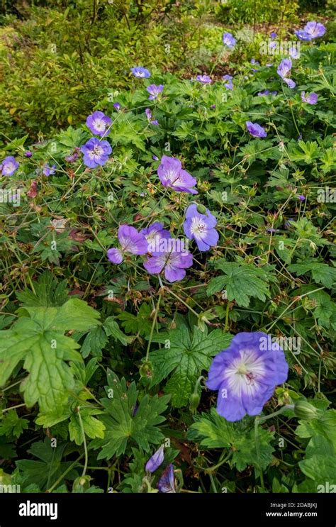 Close Up Of Geranium Rozanne Purple Flower Bud Buds Flowers Perennial