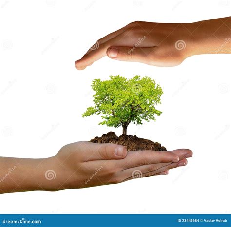 Growing Tree In Hand Stock Photo Image Of Agriculture 23445684