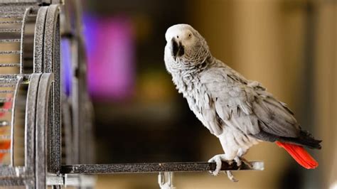 5 Parrot Talking Myths & Facts | BeChewy