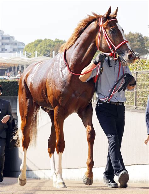 【注目馬動向】ホープフルs参戦のシンエンペラーはムルザバエフ騎手と初コンビ Umatoku 馬トク