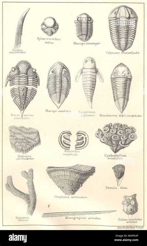 BRITISH FOSSILS. Silurian. STANFORD 1880 old antique vintage print ...