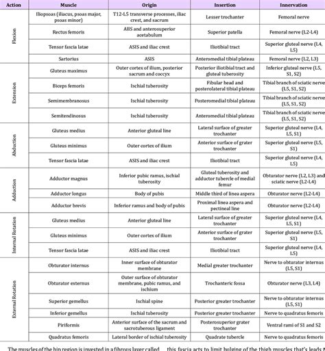 Muscles Active On The Hip Joint Their Origin Insertion And