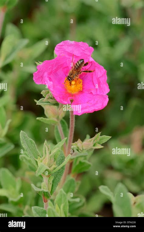 White Bee Flowering Hi Res Stock Photography And Images Alamy