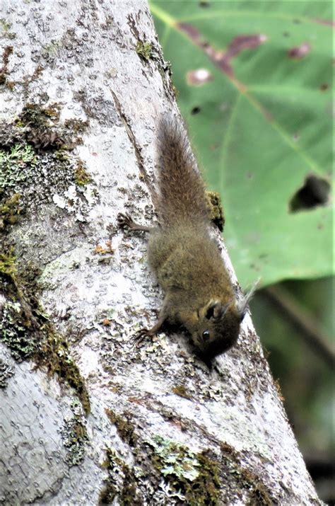 Whiteheads Pigmy Squirrel Rafflesia Center Crocker Range Mammals