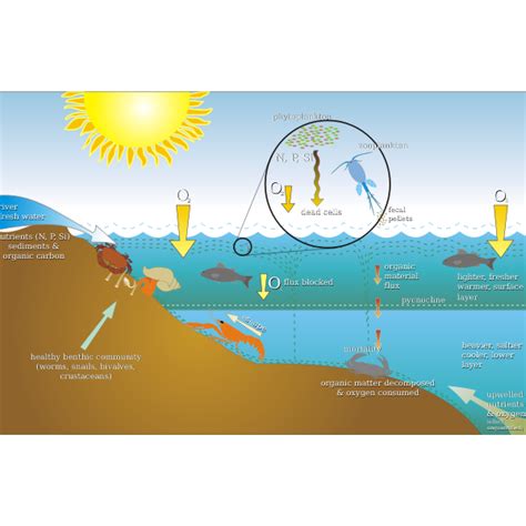 Graphics of eutrophication process scheme | Free SVG