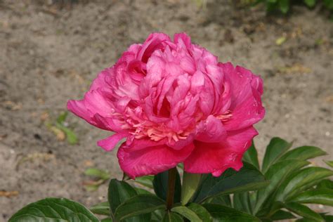 Paeonia Lactiflora Felix Crousse Agm Peony Felix Crousse