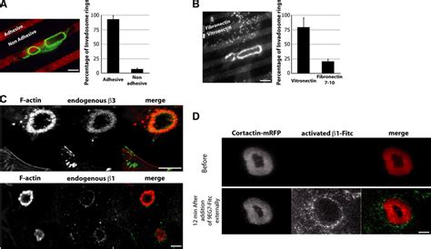 Extracellular Matrix Sensing By And Integrins Controls Invadosome