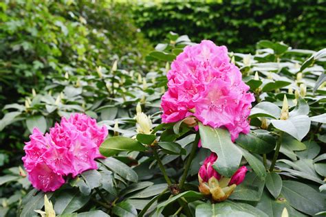 Common Diseases That are Mostly Observed in Rhododendron Plants - Gardenerdy