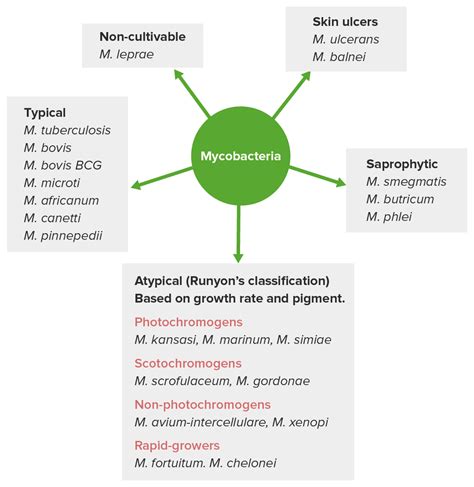 Mycobacterium | Concise Medical Knowledge