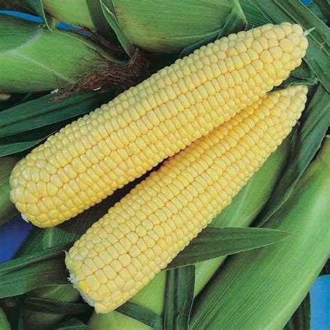 Honey Select Yellow Hybrid Sweet Corn Seed Non Gmo Papaws Garden