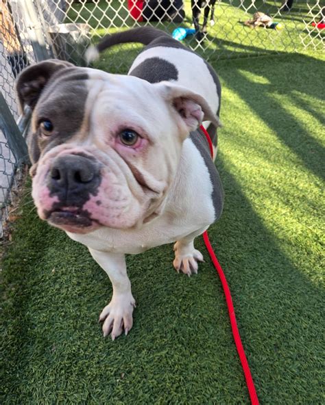 Pets of Columbia Animal... - Pets of Columbia Animal Services