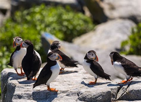 Puffins During Breeding Season Stock Photo - Download Image Now - 2015, Animal Wildlife, Animals ...