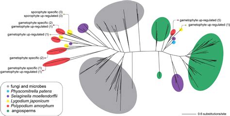 Frontiers Overlapping Patterns Of Gene Expression Between Gametophyte