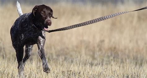 The Importance of GSP Leash Training: Strengthening the Dog-Owner ...