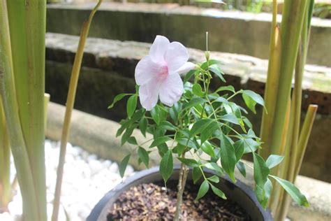 Close Up Of Beautiful Pink Bower Vine Flowers In Garden On Blurred