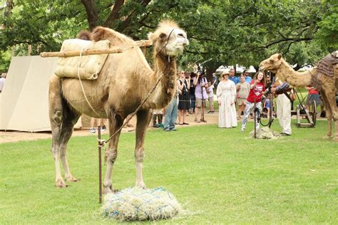 Texas Camel Corps The Alamo