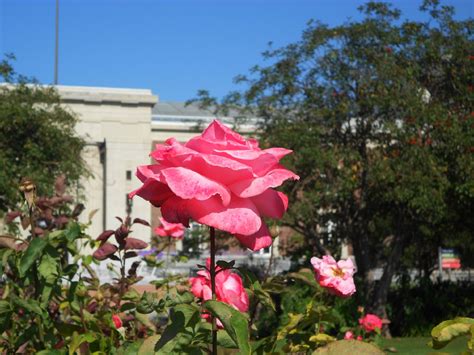 Exposition Park Rose Garden Los Angeles, CA | Park rosé, Rose, Flowers