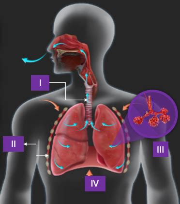 Given Below Is The Diagram Of Human Respiratory System With Labels I