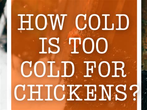 How Cold Is Too Cold For Chickens