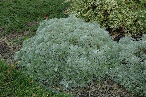 Artemisia Silver Mound Prairie Gardens