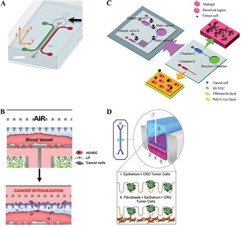 Illustration Of Microfluidic Chips Modeling Intravasation A