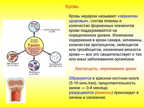 Кровь. Состав крови - презентация онлайн