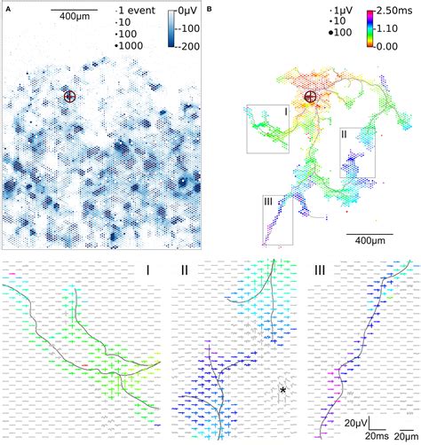 Frontiers Large Scale Mapping Of Axonal Arbors Using High Density