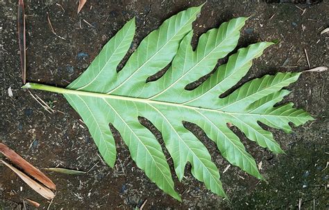 Artocarpus Blancoi Moraceae Image At Phytoimages Siu Edu