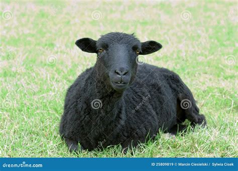 Beautiful Black Sheep Stock Image Image Of Farm Mammal 25809819