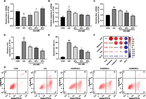 Effects Of Mr On Ht22 Cell Apoptosis Induced By Hg A−d Relative