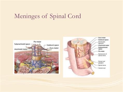 Meninges Of Brain And Spinal Cord