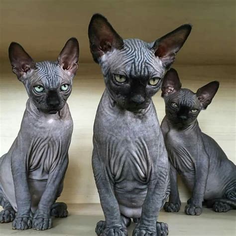 weird cat breeds