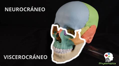 Huesos Del Cráneo Neurocráneo Y Viscerocráneo Physiotopics