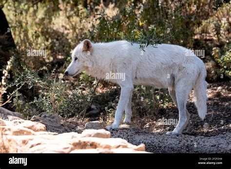 Alaskan Tundra Wolf Canis Lupus Tundrarum Stock Photo Alamy