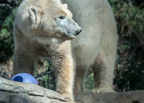 Polar Bear With Blue Ball Year Old Female Polar Bear U Flickr