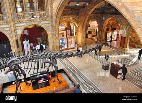 Dinosaur Skeleton In Central Hall At Natural History Museum Cromwell Road Kensington Greater