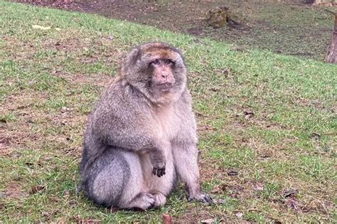 Escaped monkey caught after stopping to eat at bird feeder in garden - CoventryLive