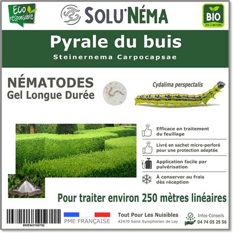 Pyrale Buis Boutique Vente En Ligne Pyrale Du Buis