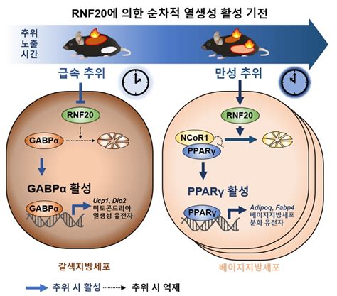 추위에 체온을 유지하는 새로운 기전 규명 연구성과 연구 서울대학교